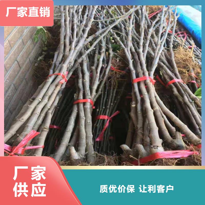 无花果草莓苗注重细节