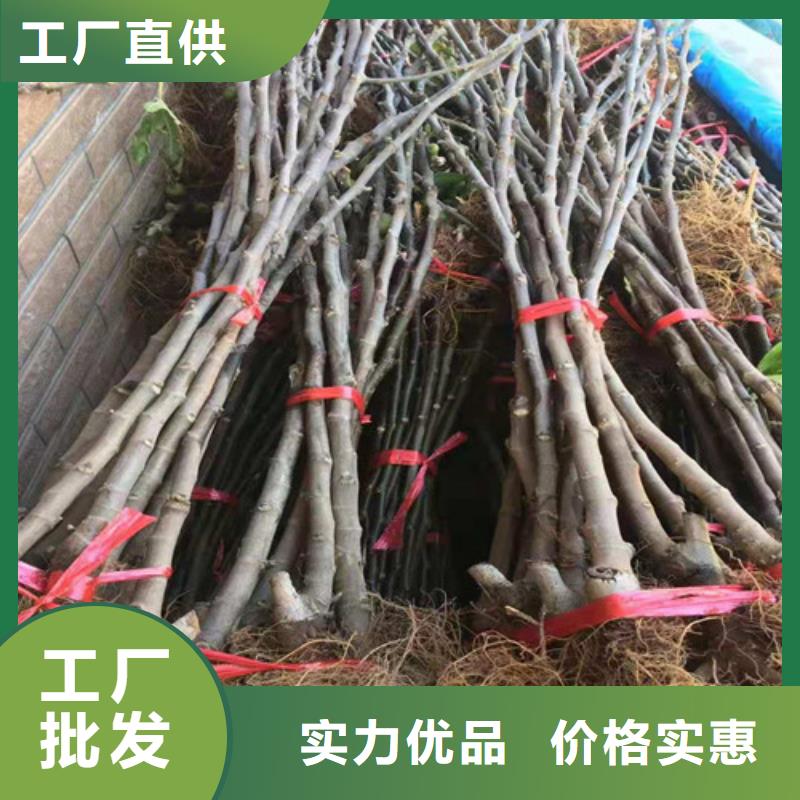 无花果蟠桃苗专业品质