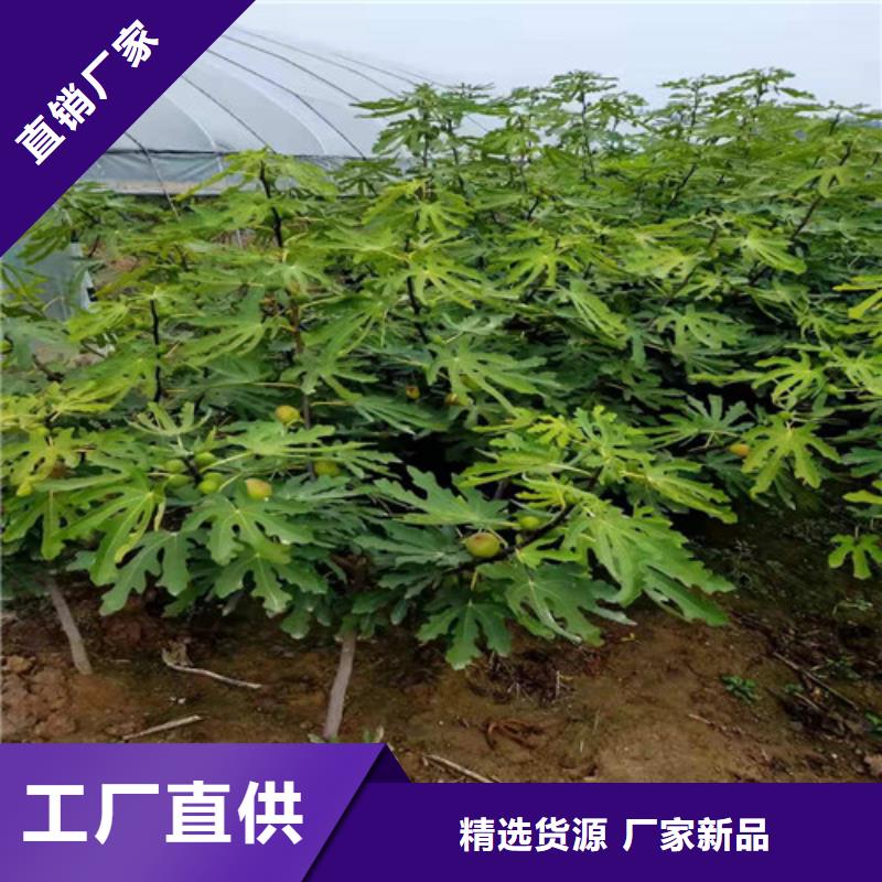 无花果珍珠油杏用品质赢得客户信赖