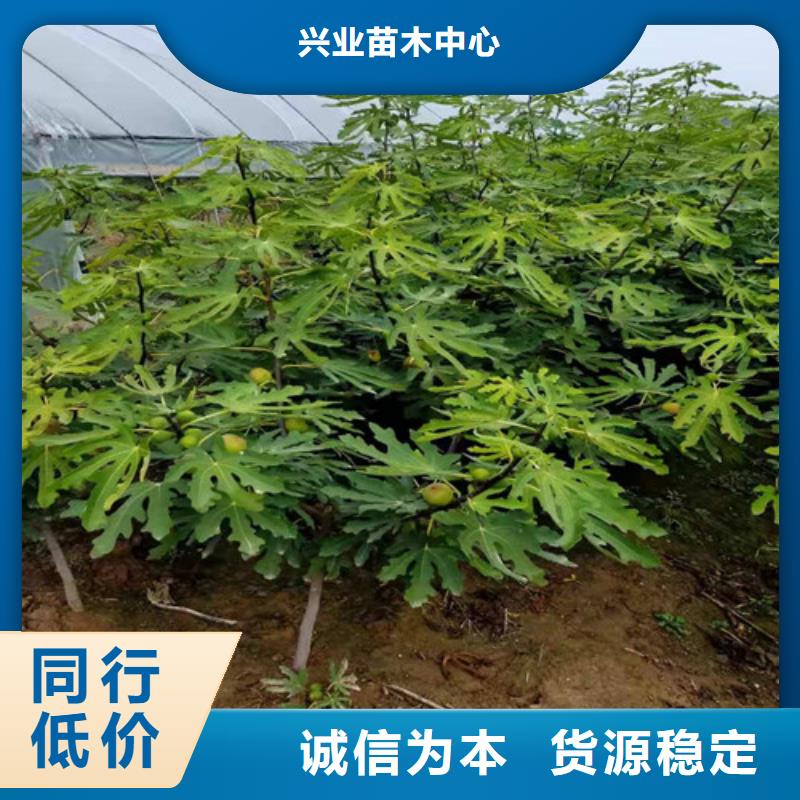 无花果草莓苗注重细节