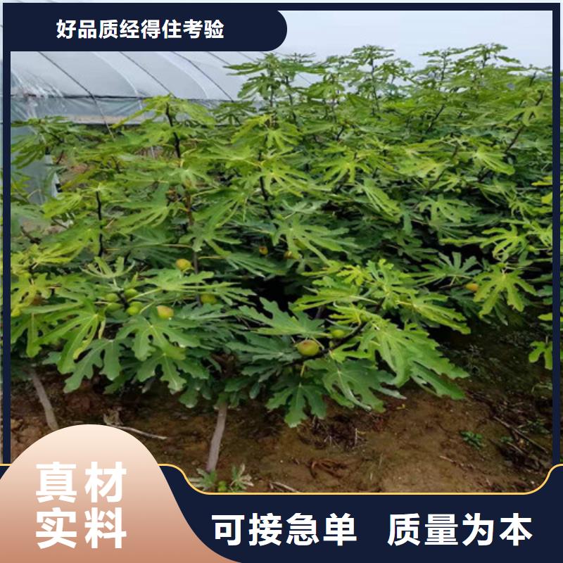 无花果玉露香梨苗现货实拍