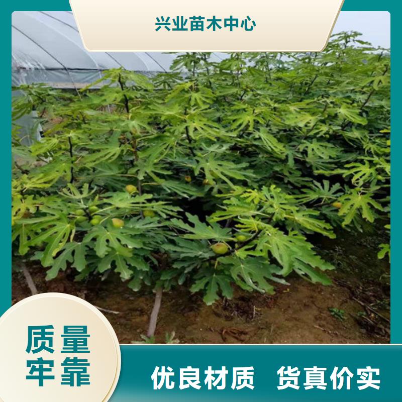 无花果珍珠油杏用品质赢得客户信赖