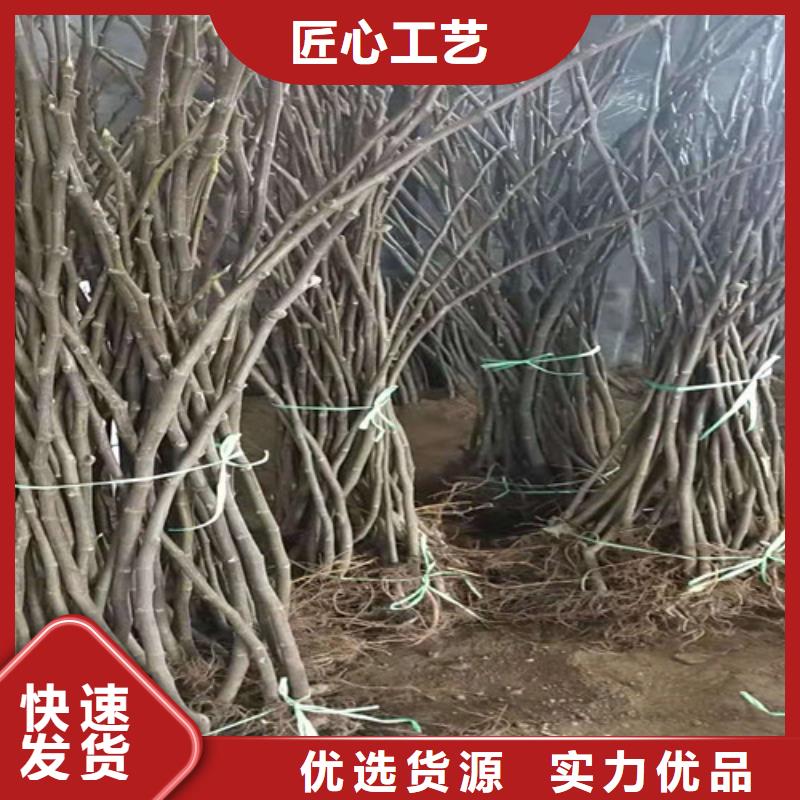 无花果大雪枣苗质检严格