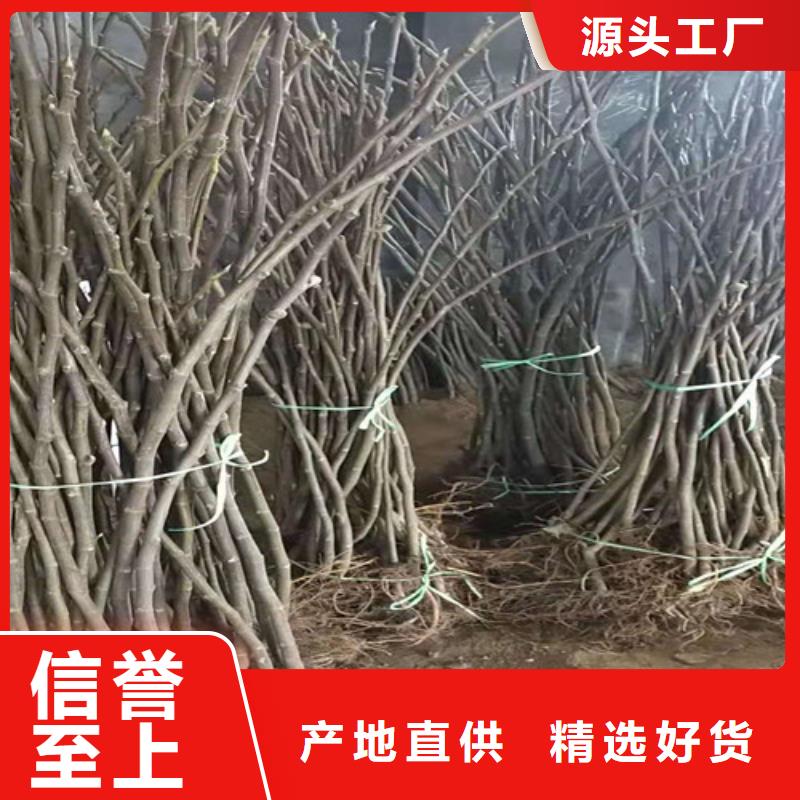 无花果,猕猴桃苗应用领域