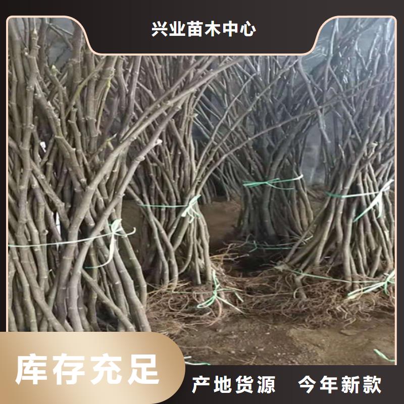 【无花果樱桃树苗选择我们没错】