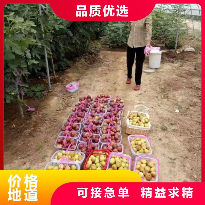 无花果_大棚草莓苗工厂价格