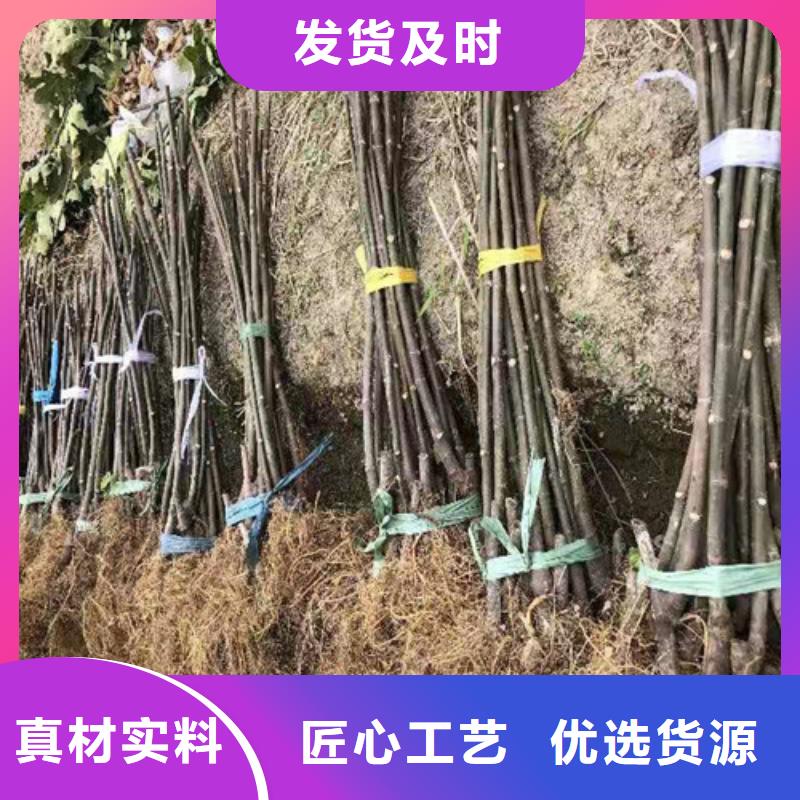 无花果-板栗苗厂家品控严格