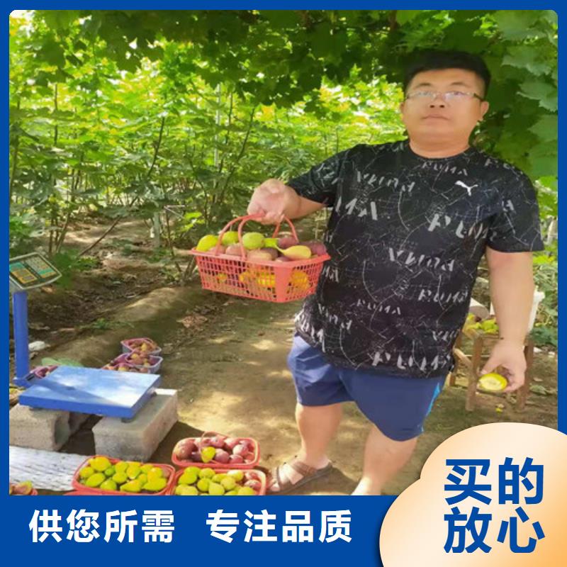 无花果嘎啦苹果苗质优价廉