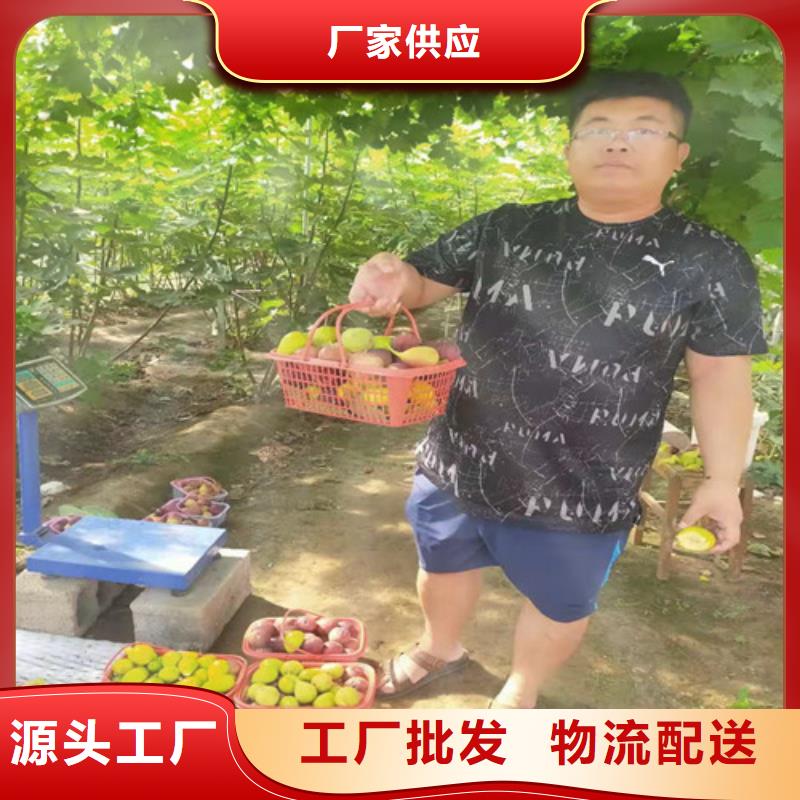 无花果蓝莓苗质检严格