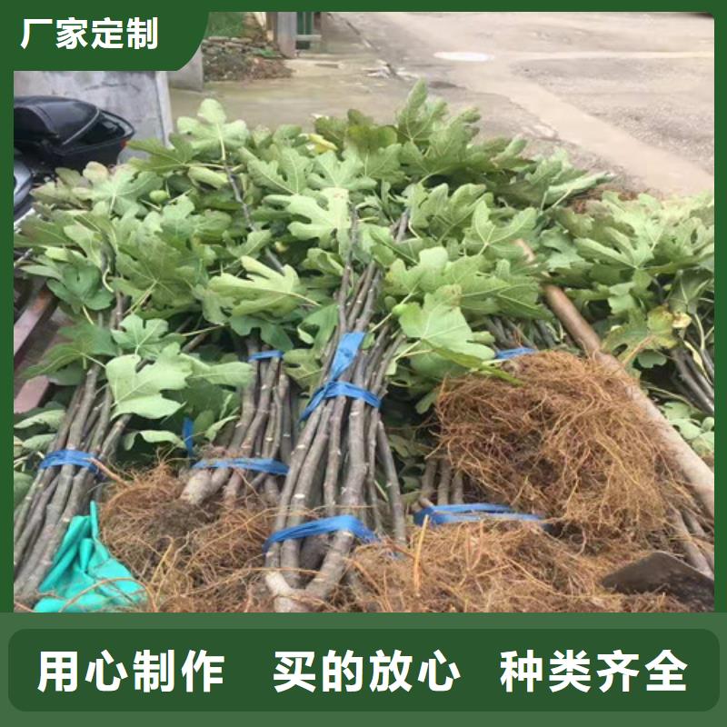 无花果蟠桃苗质量安心