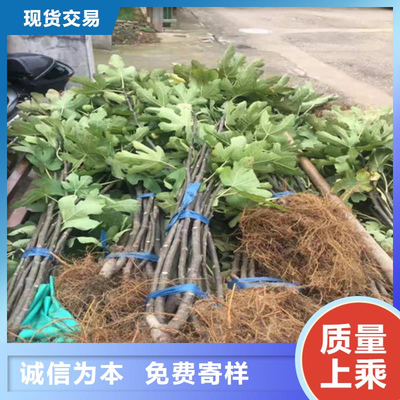 无花果梨树苗匠心品质