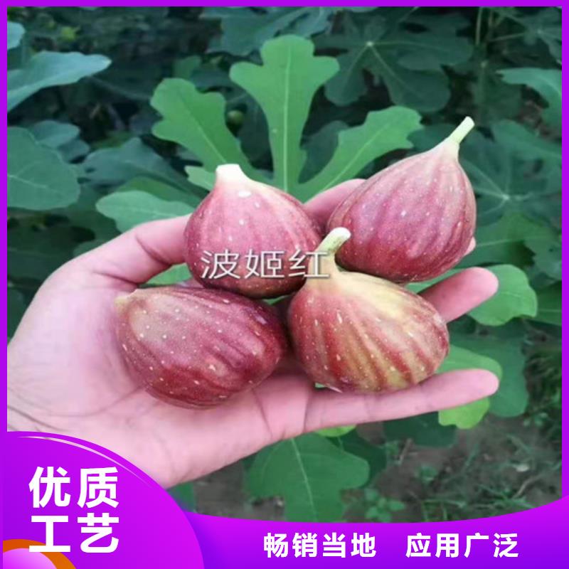 【无花果樱桃苗质量优选】