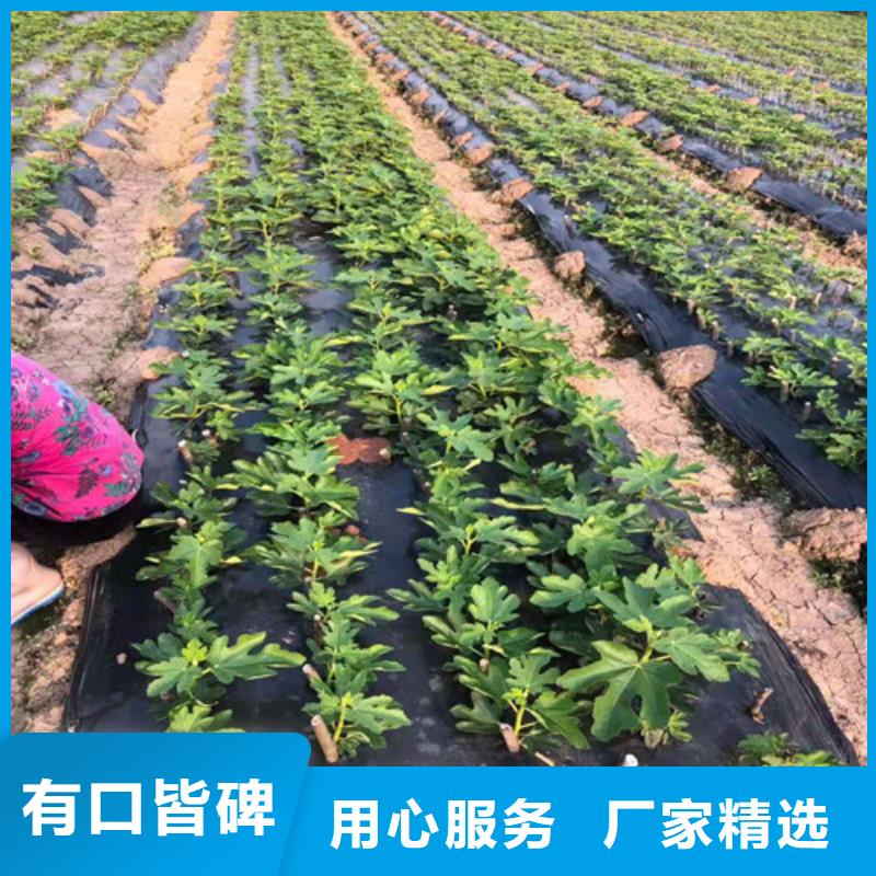 无花果草莓苗注重细节