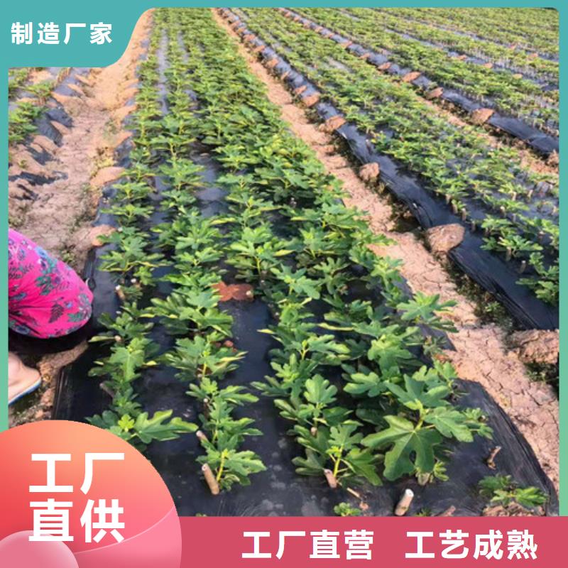 无花果香椿树苗物美价优