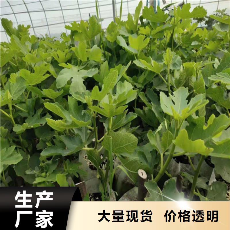 无花果香椿树苗物美价优