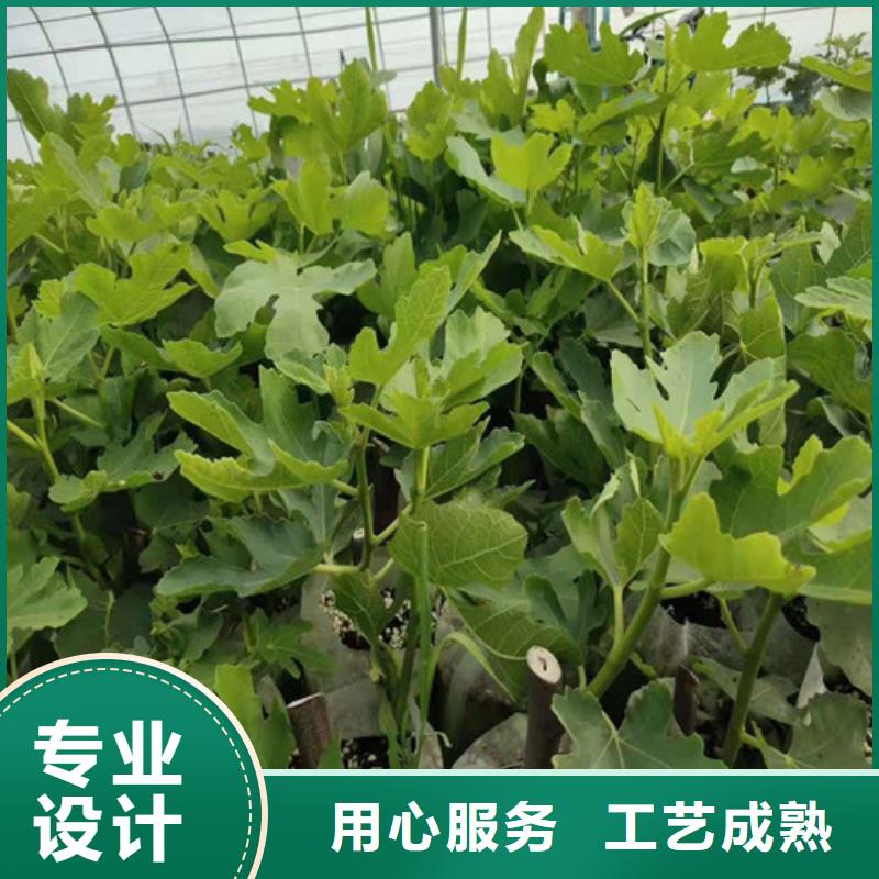 无花果蓝莓苗质检严格