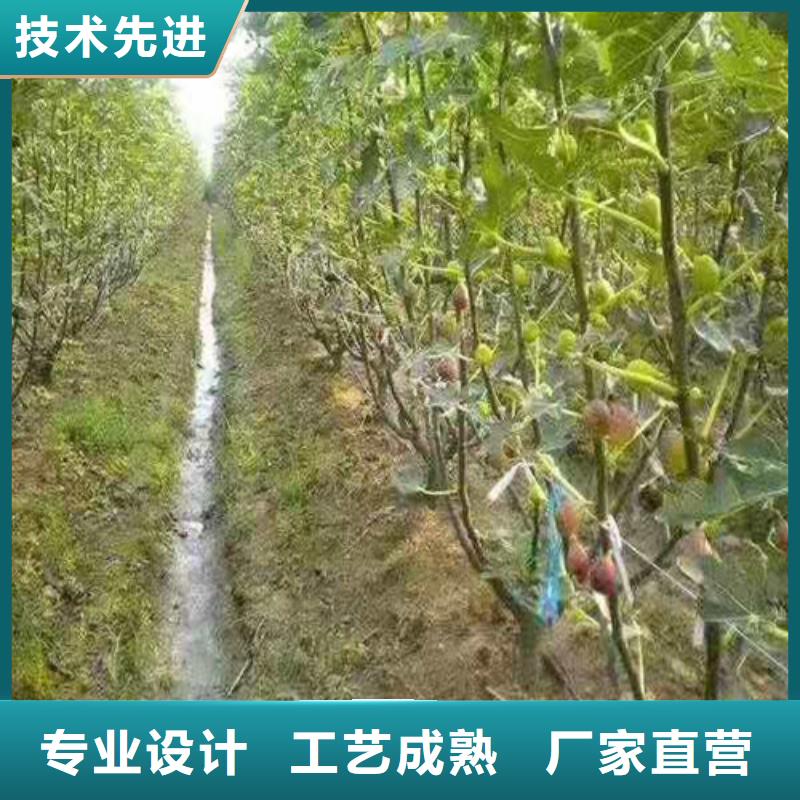 无花果,梨树苗从源头保证品质