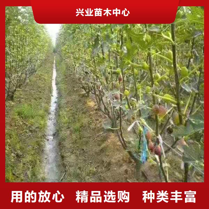 无花果大雪枣苗质检严格