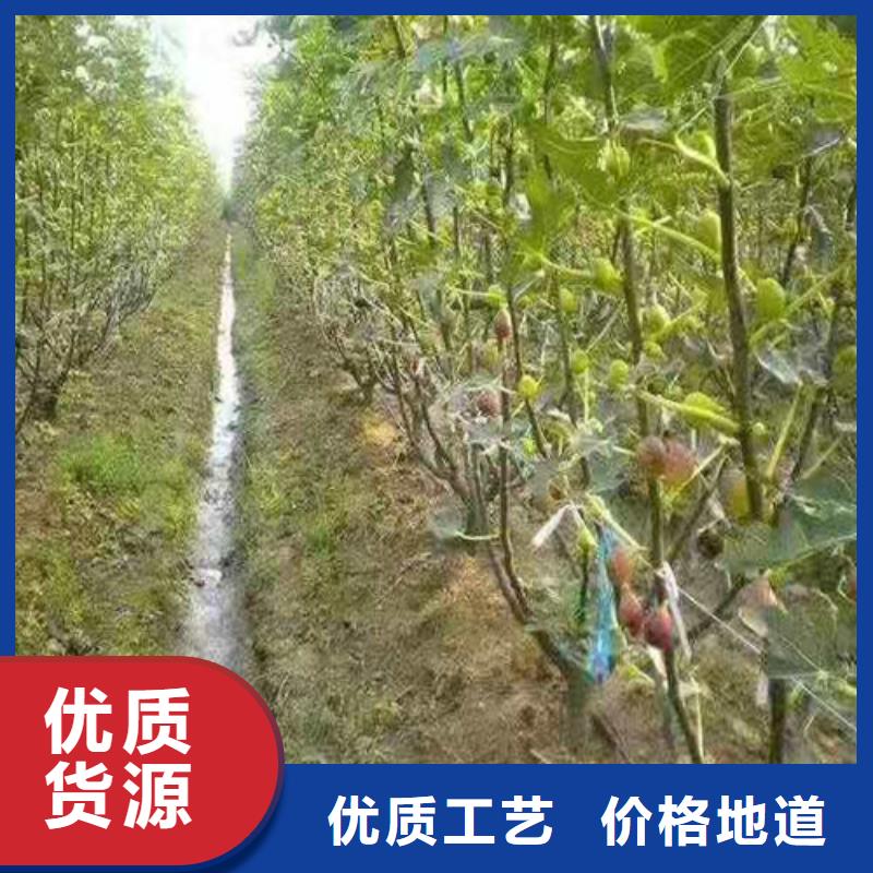 无花果-大棚草莓苗详细参数