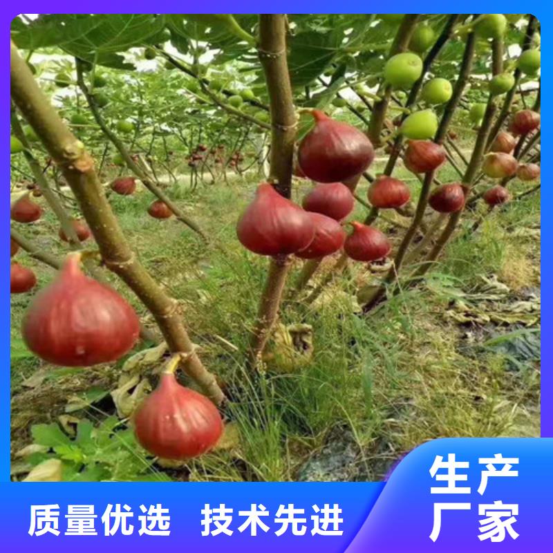 无花果_大棚草莓苗工厂价格