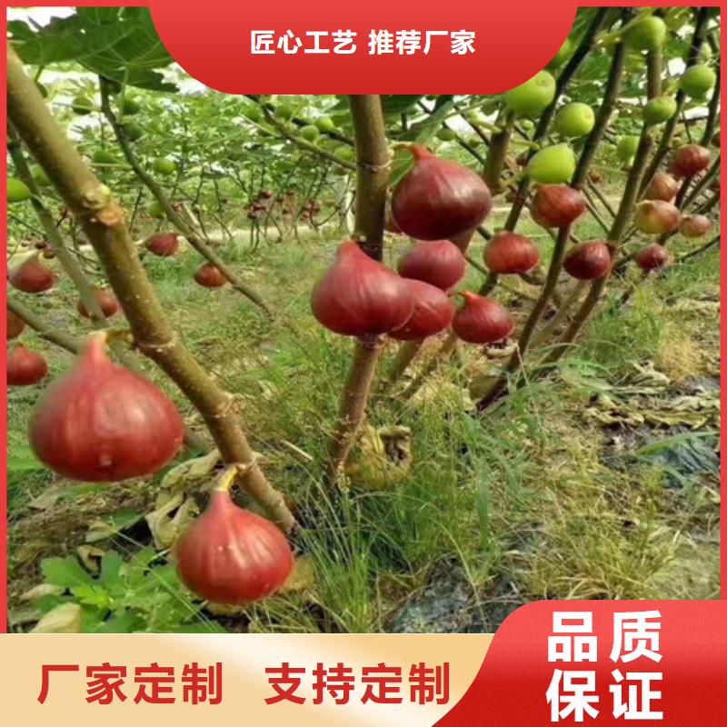 无花果梨树苗匠心品质