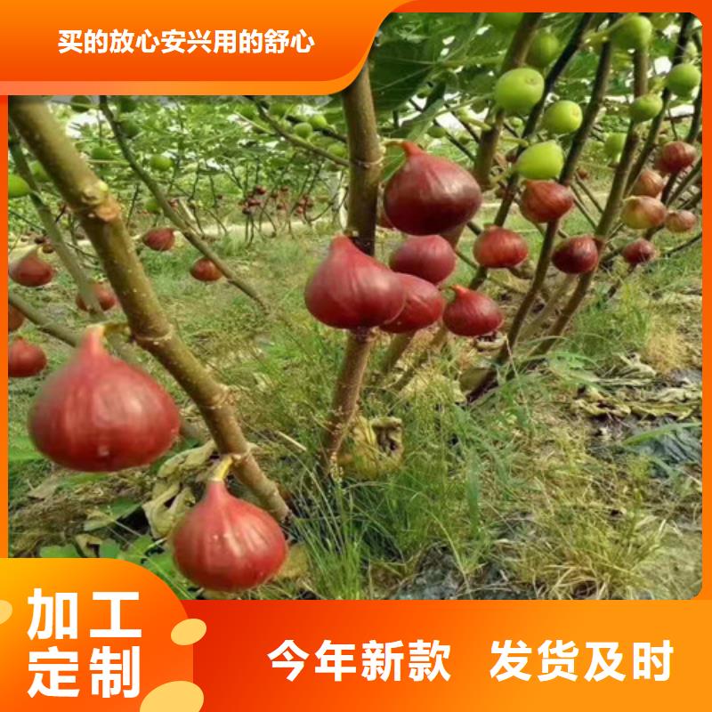 无花果蓝莓苗现货销售