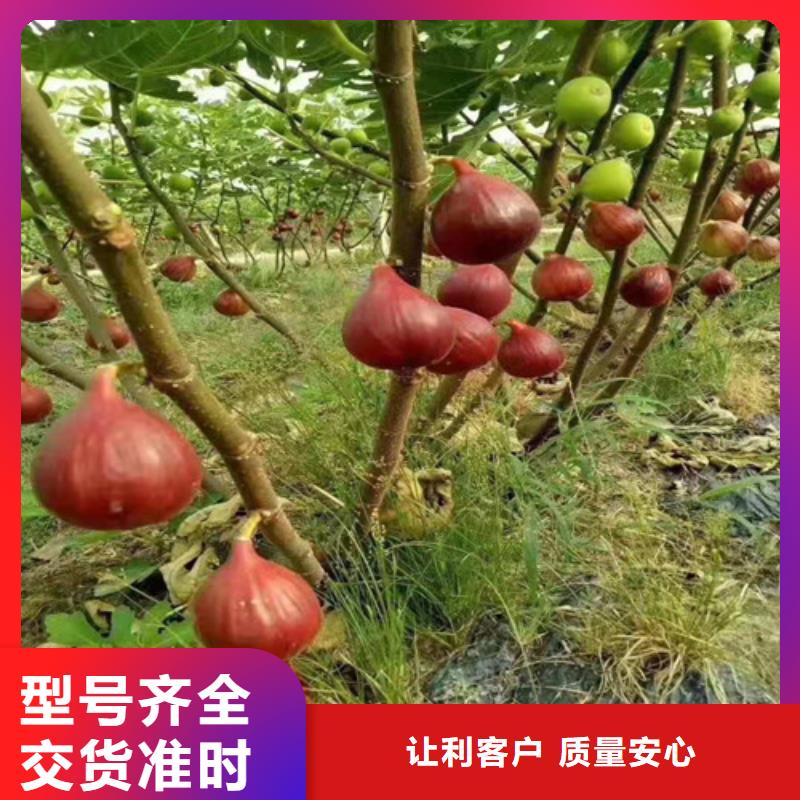 无花果梨树苗优选厂家