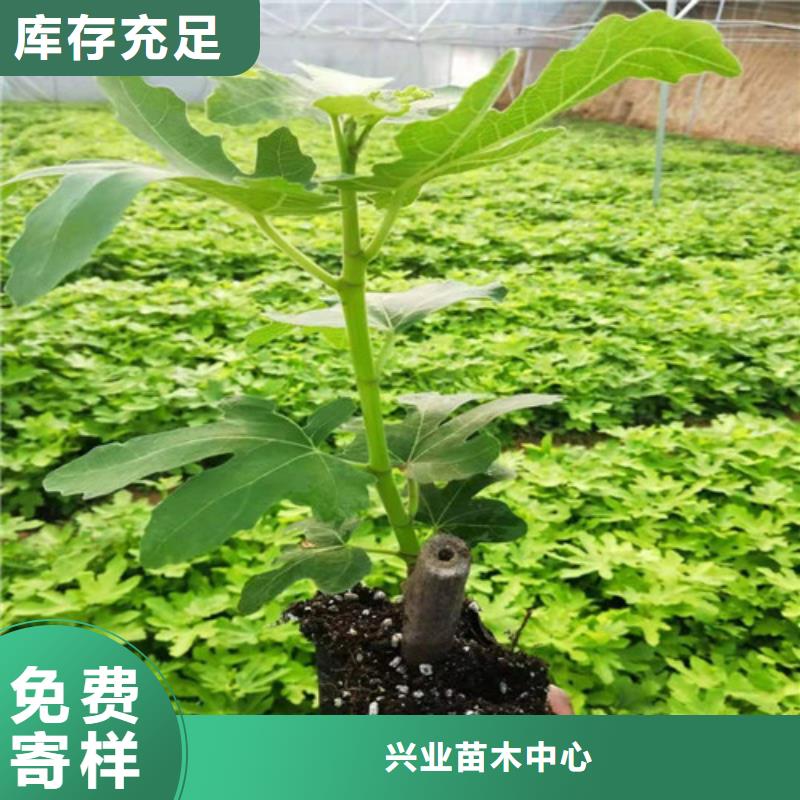 无花果_大棚草莓苗工厂价格