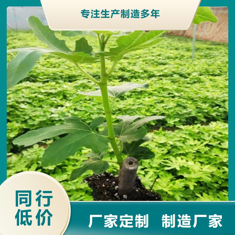 【无花果大棚草莓苗同行低价】