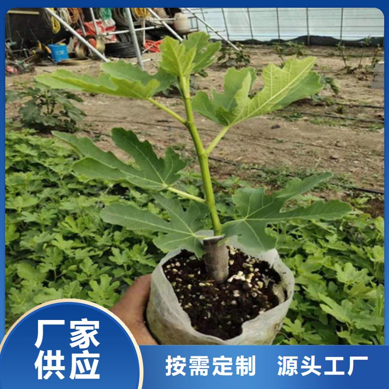 无花果草莓苗好产品有口碑