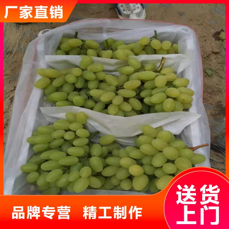葡萄_蓝莓苗货源足质量好