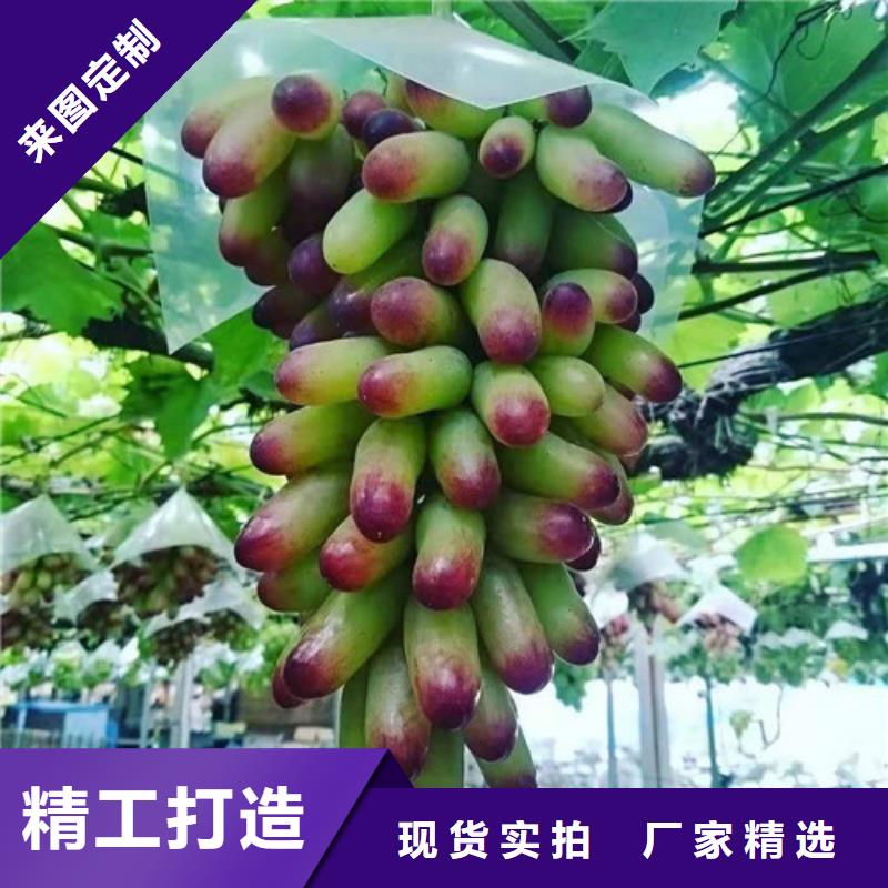 葡萄_油桃苗厂家直销供货稳定