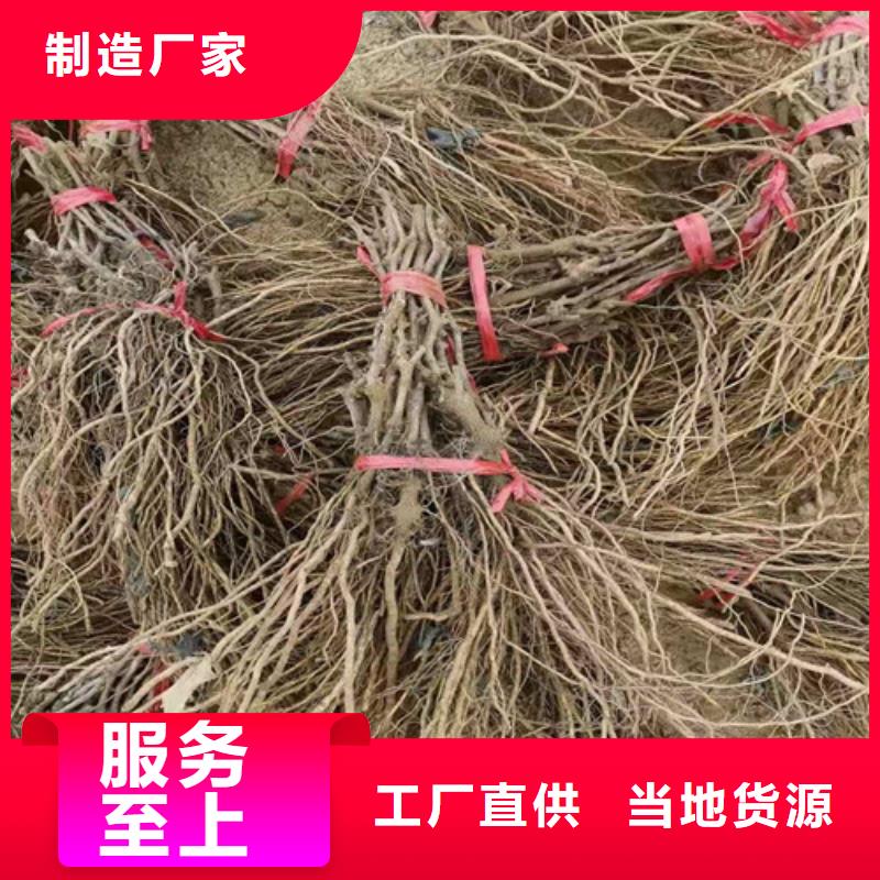 葡萄-大棚草莓苗质量好