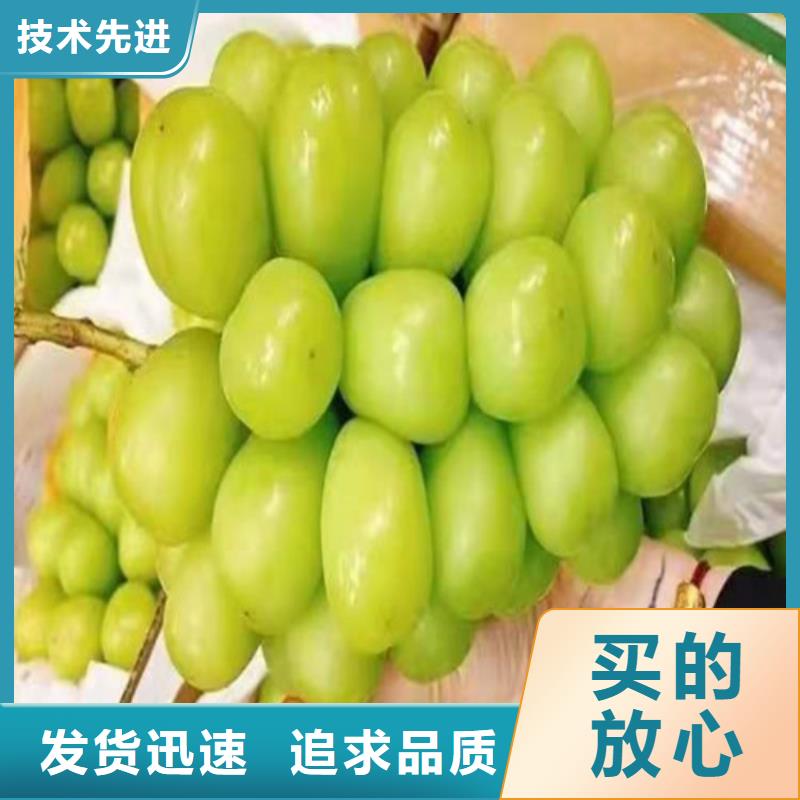 【葡萄】大棚草莓苗追求品质