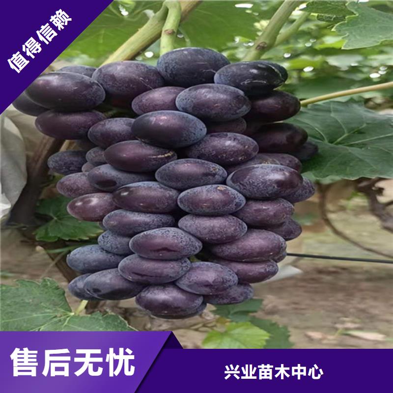 【葡萄无花果苗追求细节品质】