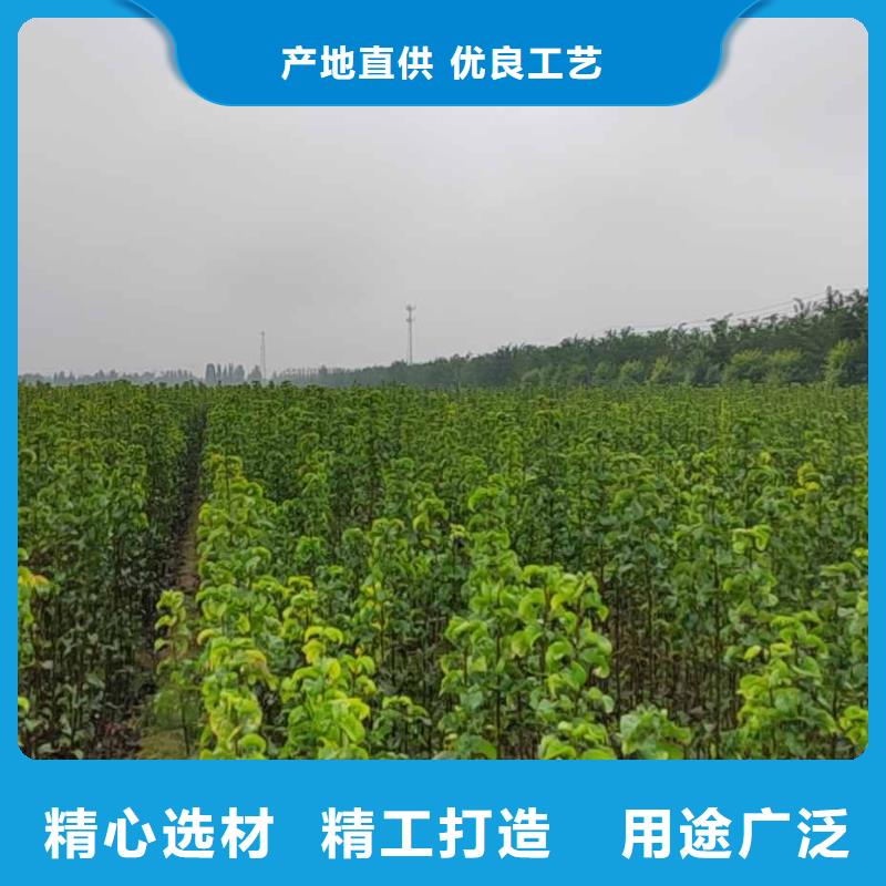 梨黄冠梨树苗从源头保证品质