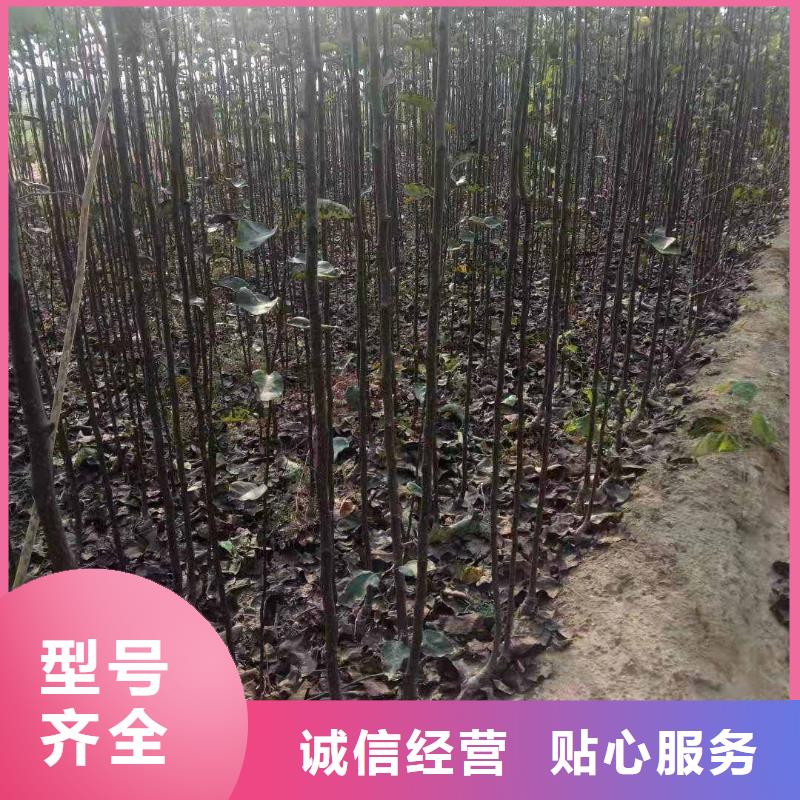 【梨梨树苗基地工厂采购】