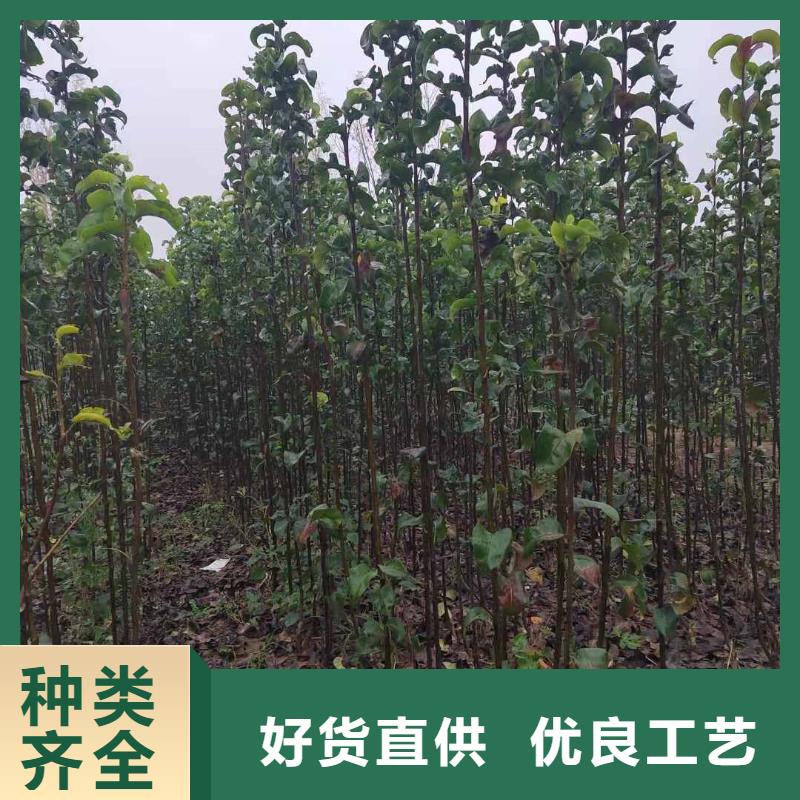 梨奥红全红梨树苗应用广泛