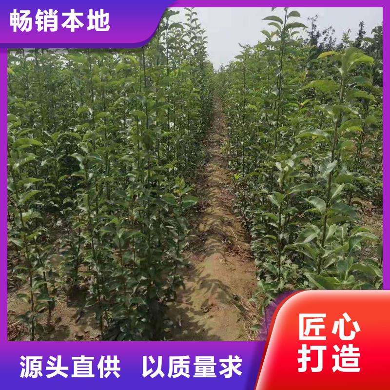 梨奥红一号梨苗量大从优