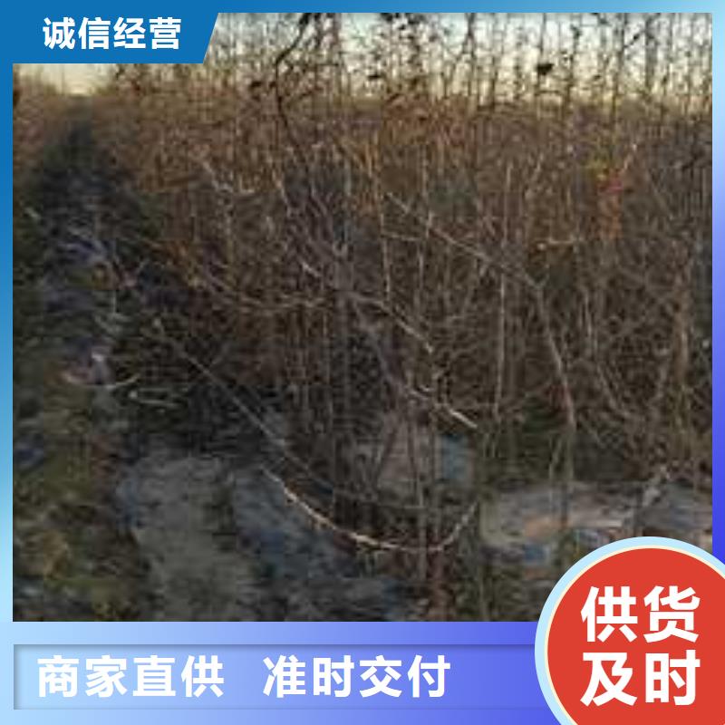 杜梨梨树苗基地海量现货直销