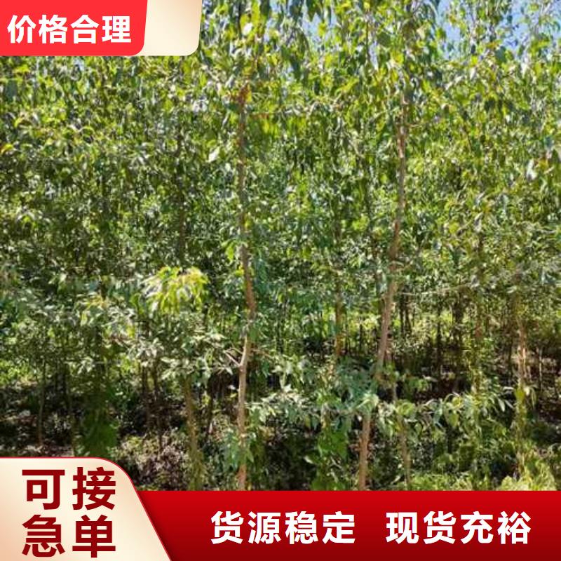 杜梨梨树苗基地海量现货直销