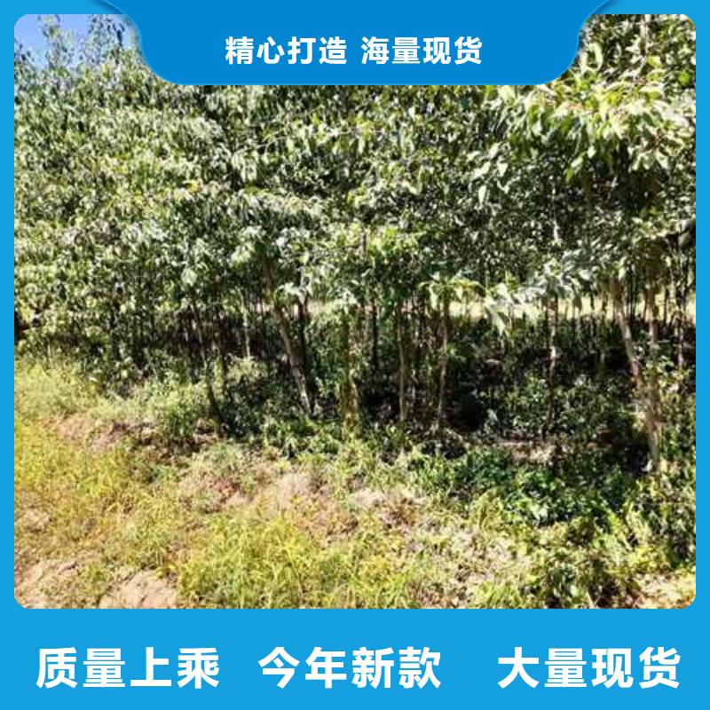 【杜梨-玉露香梨树苗源厂定制】