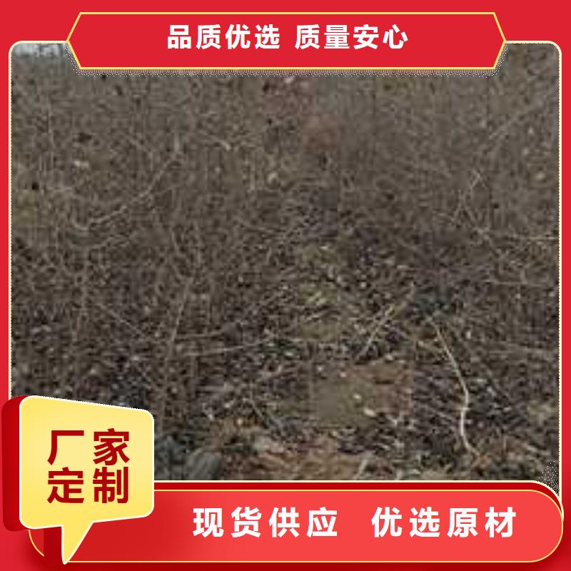 杜梨梨树苗基地采购