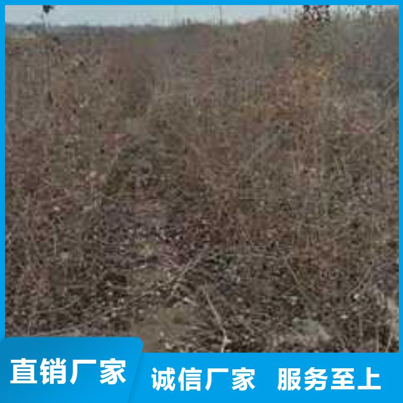 【杜梨】梨树苗基地厂家直销