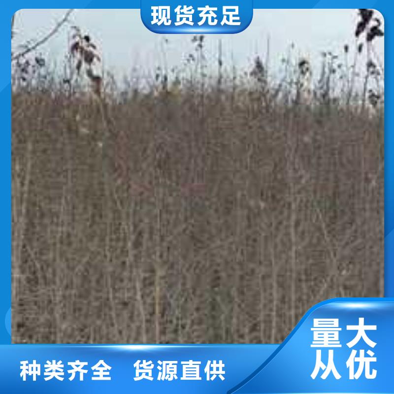 杜梨梨树苗基地采购