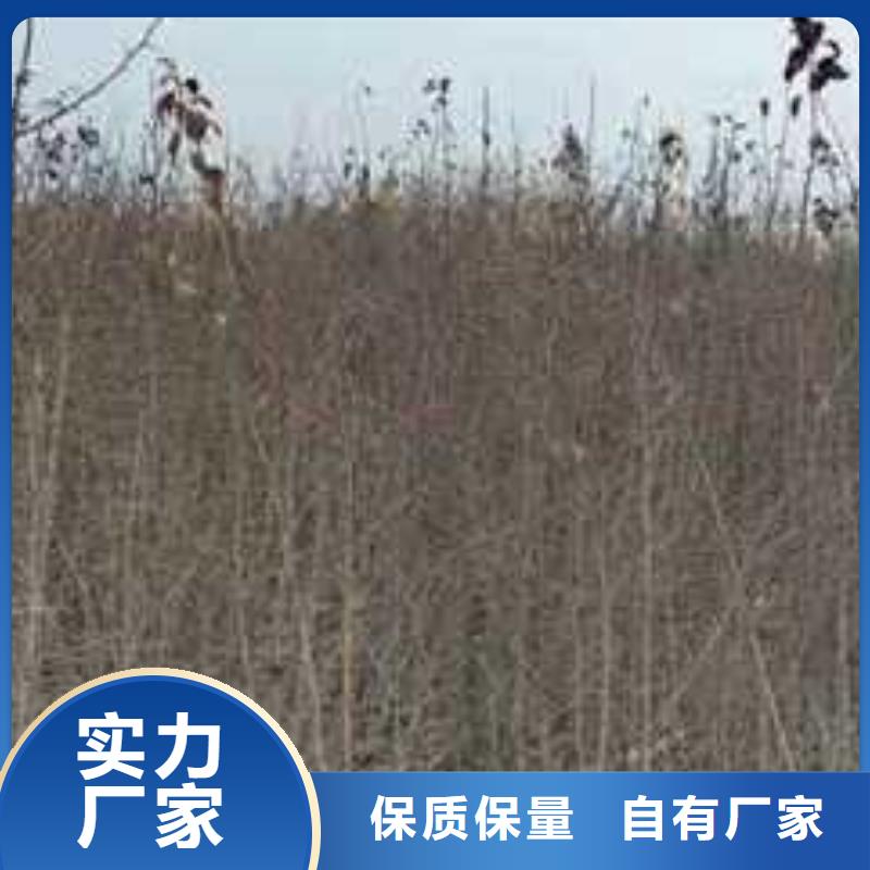 杜梨梨树苗基地颜色尺寸款式定制