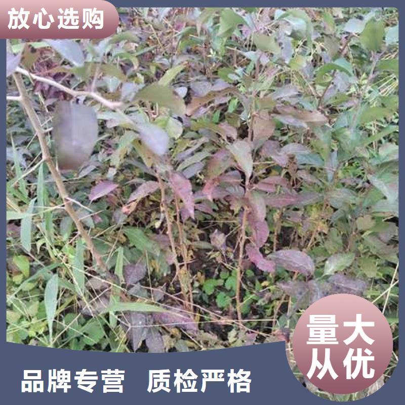 杜梨皇冠梨树苗48小时发货