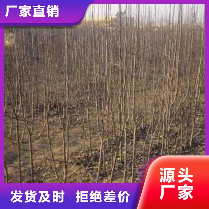 杜梨梨树苗基地采购