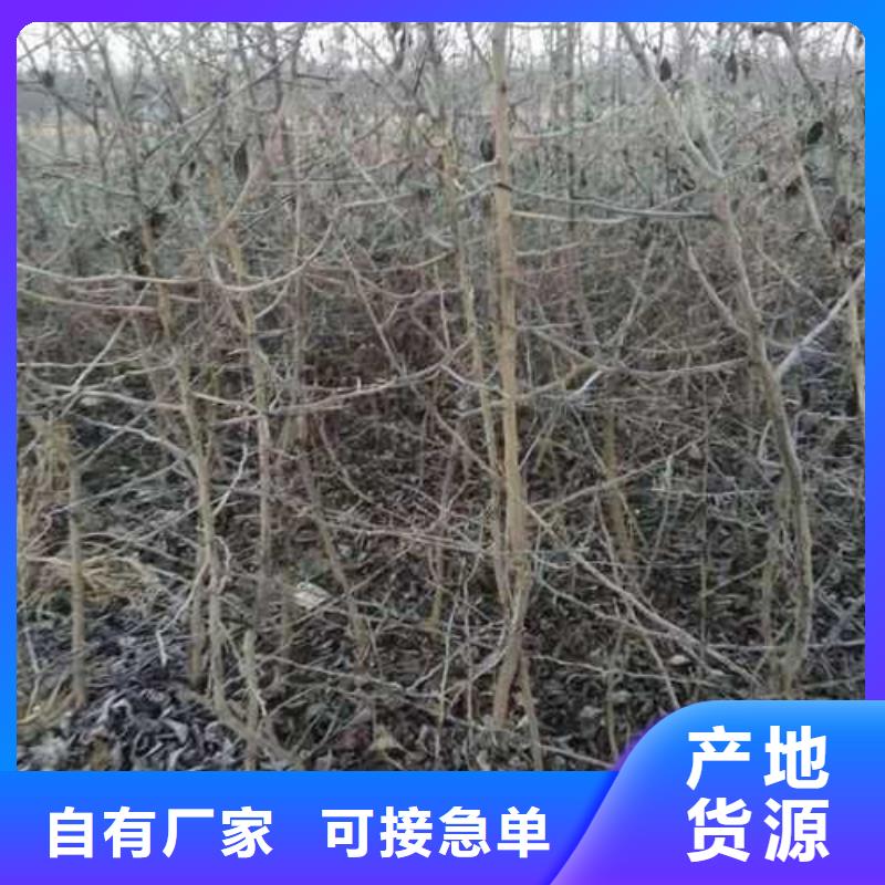 杜梨梨树苗定制销售售后为一体