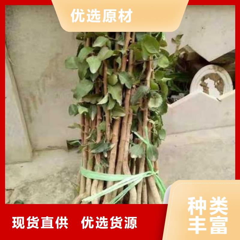 杜梨_奥红一号梨苗货源直销